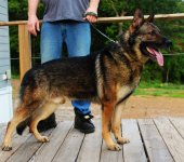 Harley Anilorak1.jpg