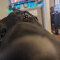 MyDogBitz