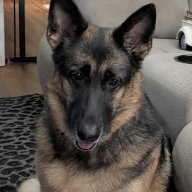 Leiathegernanshepherd