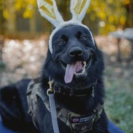 NitroExpressK9